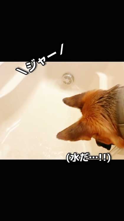 観察するシェパード