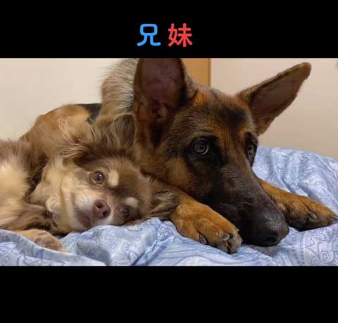 チワワとシェパード