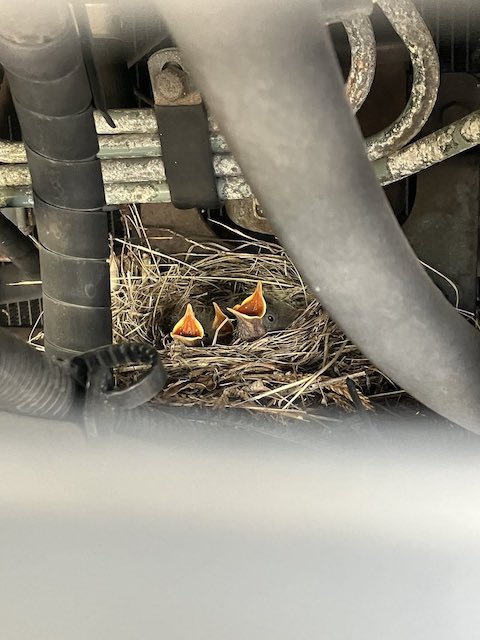 自動車学校 野鳥 ヒナ 巣作り トラック 使用不可