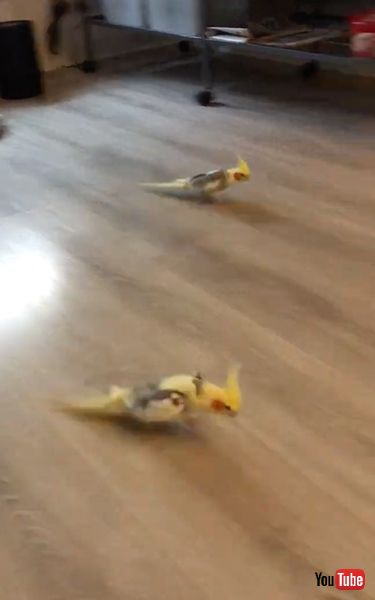 行進するインコ兄弟