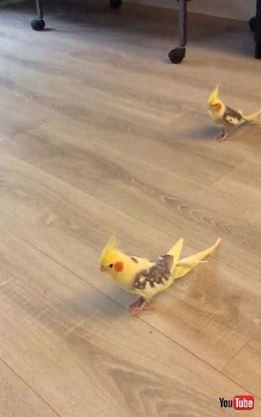 行進するインコ兄弟