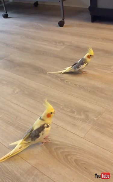 行進するインコ兄弟