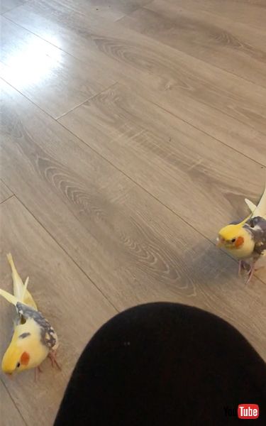 行進するインコ兄弟