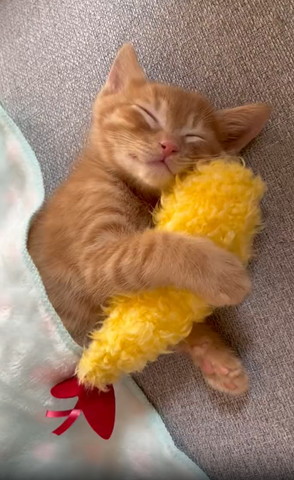 保護子猫