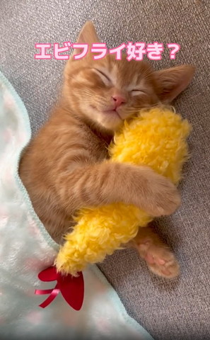 エビフライ好きテロップ