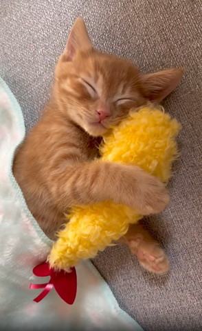 エビフライ抱えて寝てる子猫正面