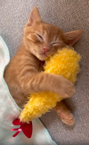 エビフライ抱えて寝てる子猫正面アップ