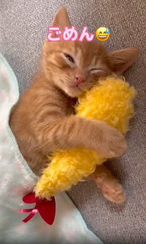 片目あけてる子猫