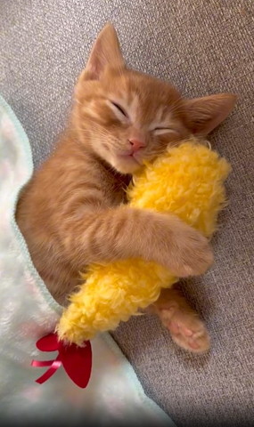 エビフライ抱えて寝てる子猫少し離れたアングル