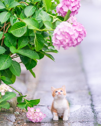 あじさいと子猫