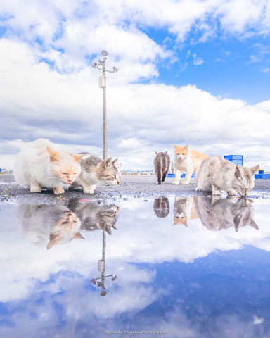 水飲んでる猫たち