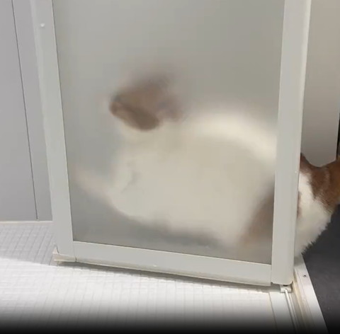 お風呂のドアで前足上げる猫