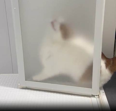 お風呂のドアで上向く猫