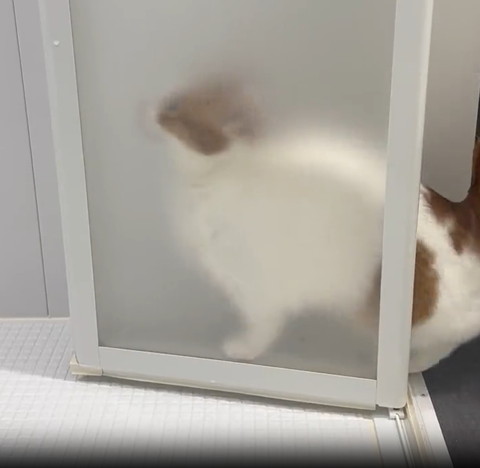お風呂のドアで前向く猫