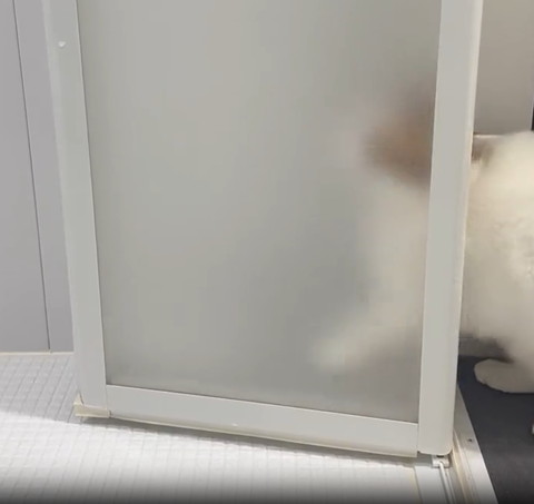 お風呂のドアからでる猫