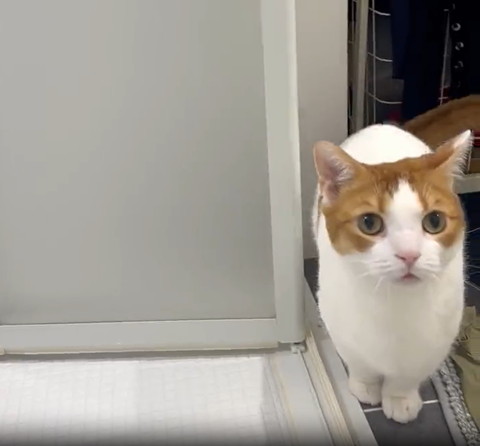 お風呂場のとこで飼い主を見る猫