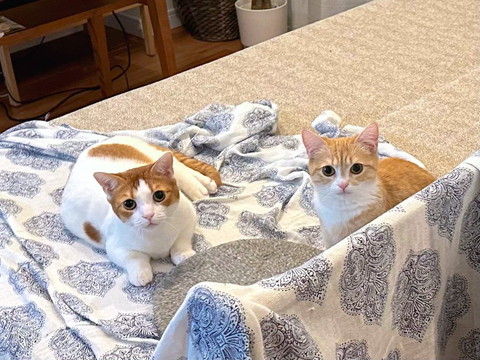 ソファにいる猫2匹