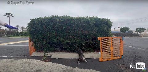 野球場猫ファミリー