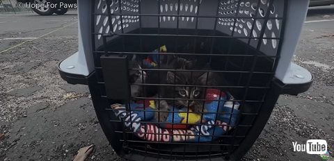 野球場猫ファミリー