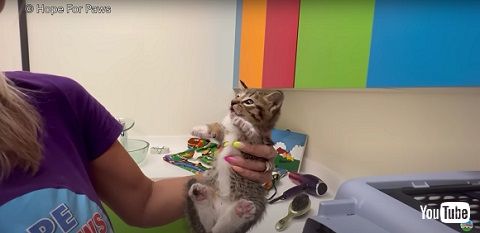 野球場猫ファミリー