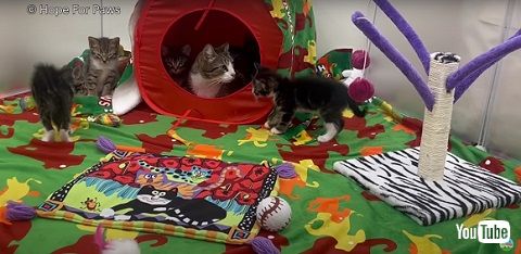 野球場猫ファミリー