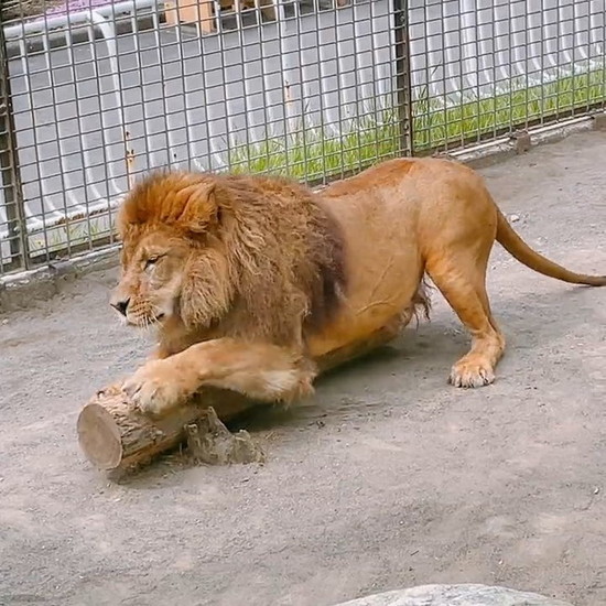 爪をとぐライオン