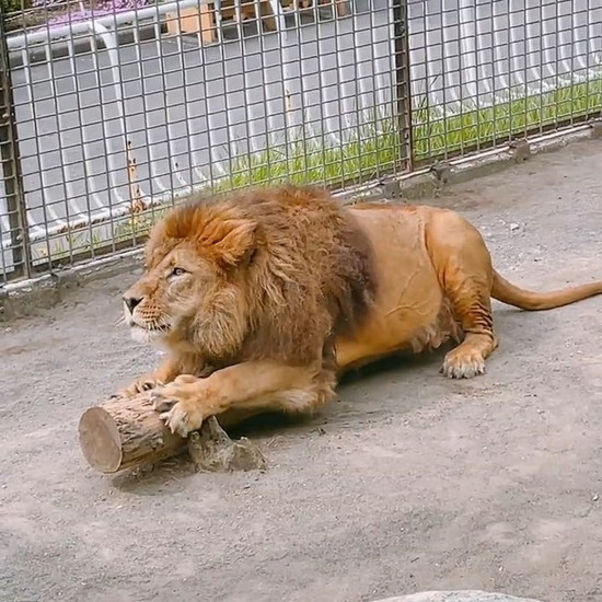 宙を見るライオン