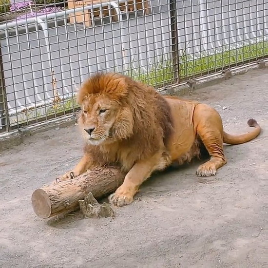 木にまたがるライオン