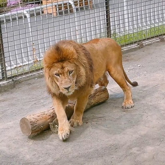 立ち上がったライオン