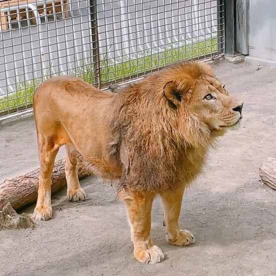 たたずむライオン