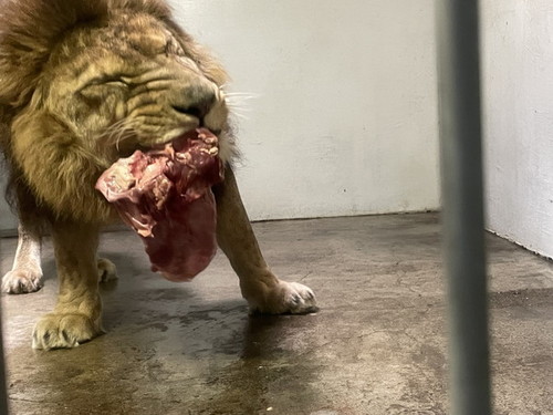 肉を食べるライオン