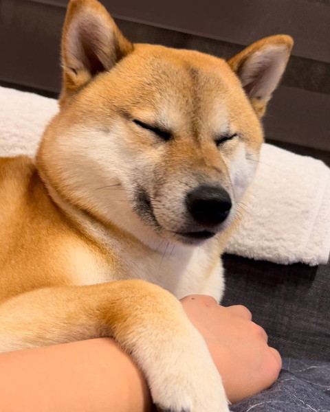 犬