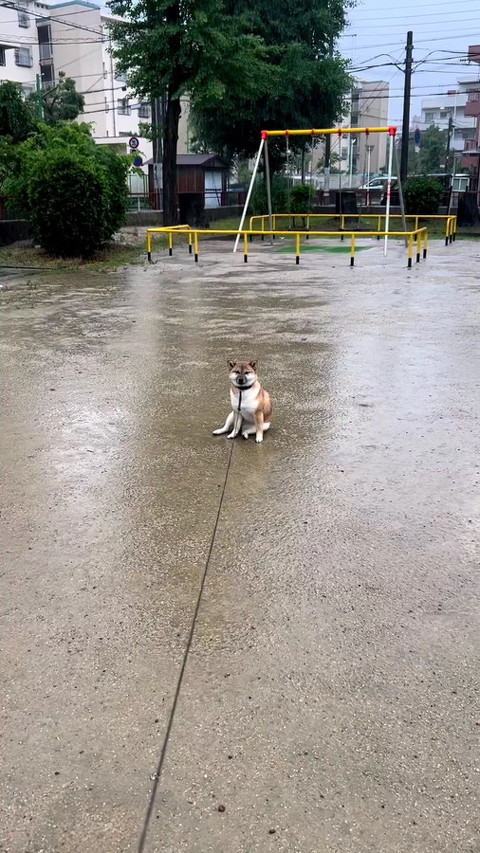 犬