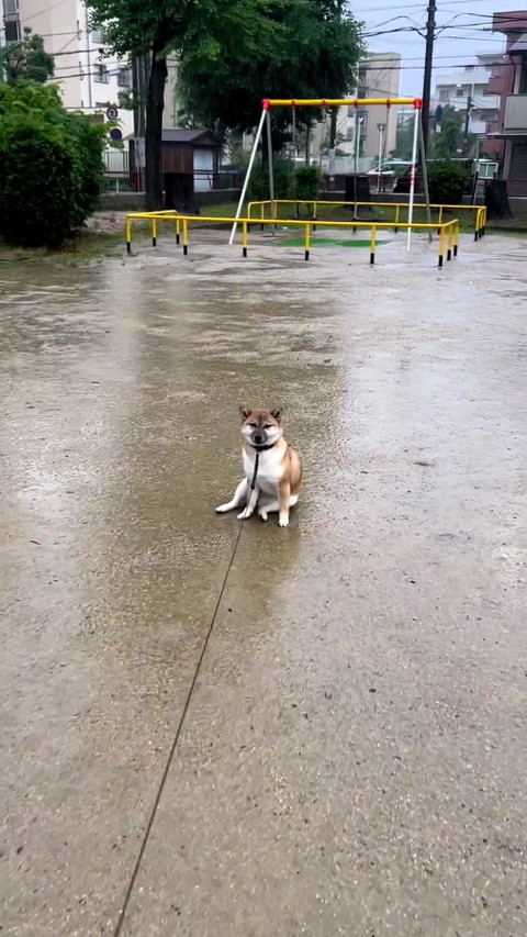 犬