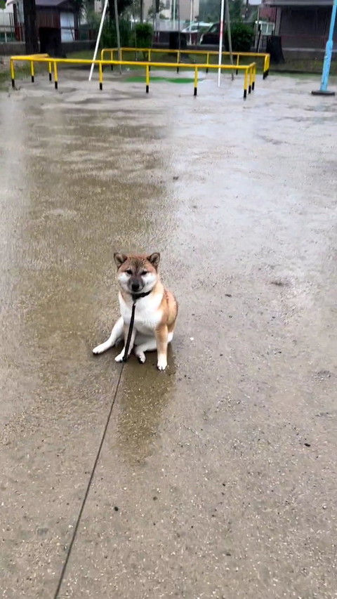 犬