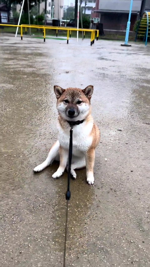 犬