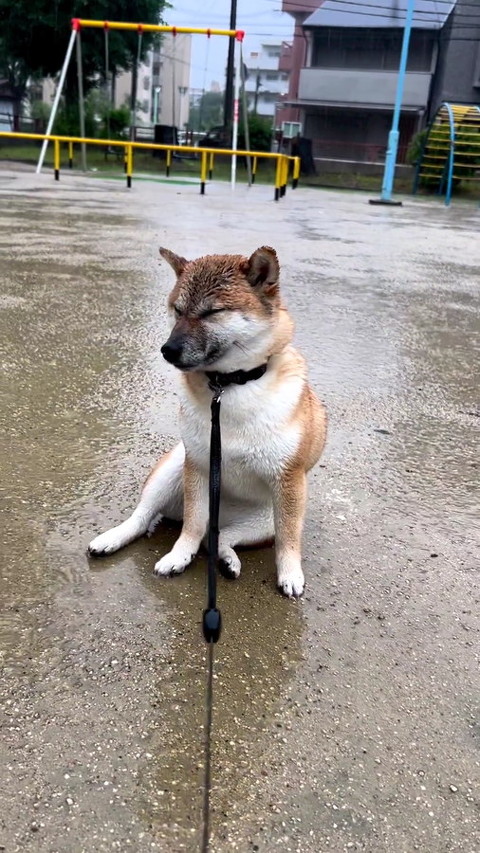 犬