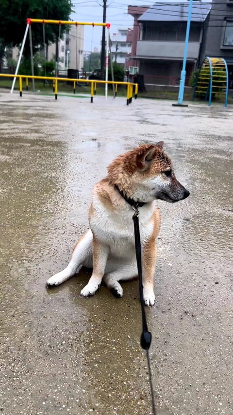 犬