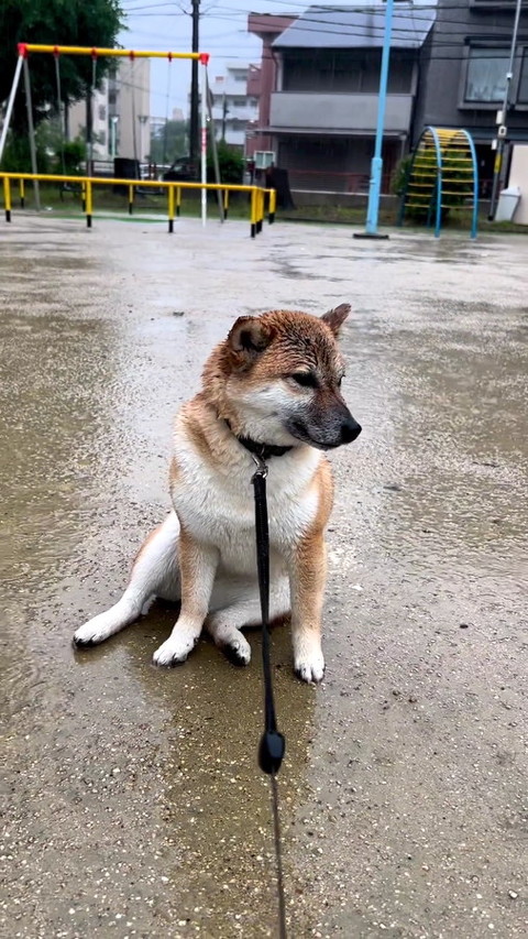犬
