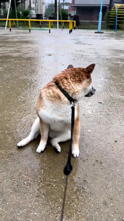犬