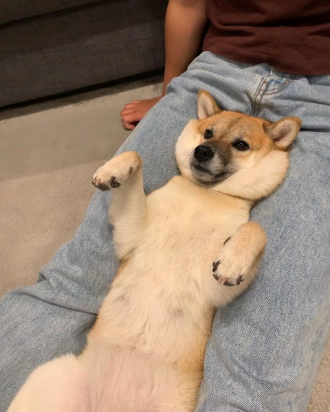犬