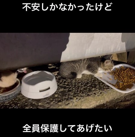 餌食べる子猫