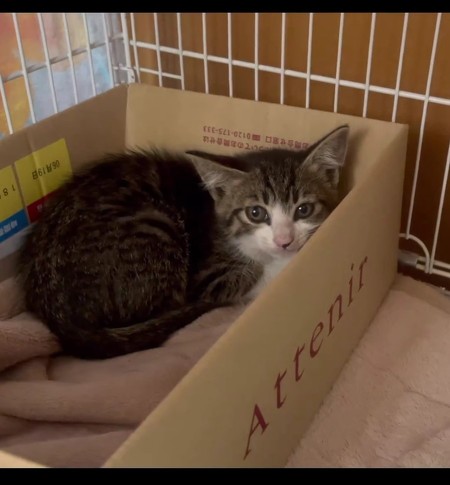 1匹目に保護した子猫