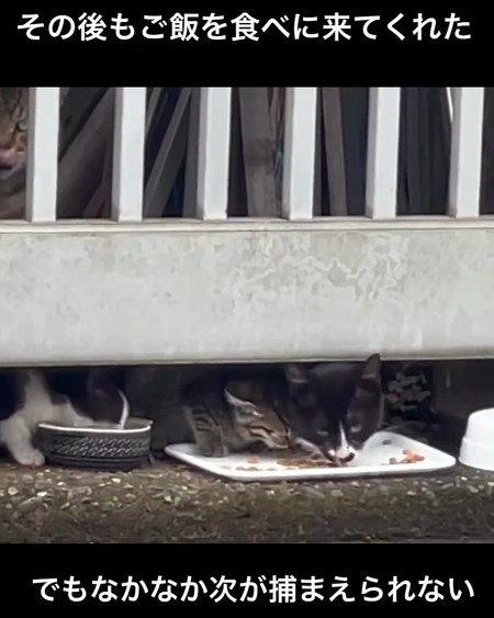 御飯食べる猫親子