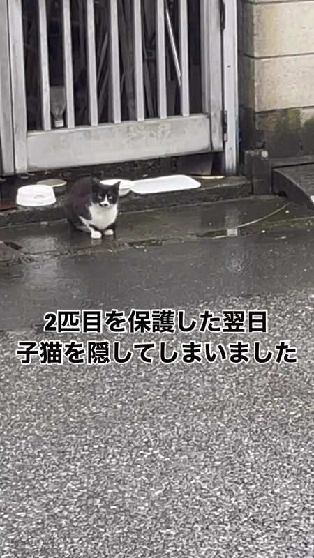 警戒する母猫