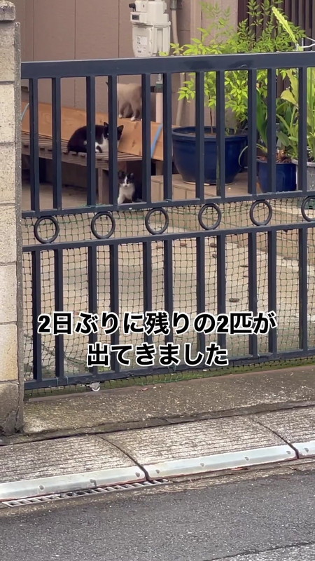 姿を見せた子猫たち