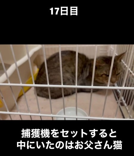 父猫保護