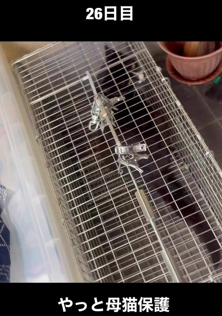 母猫を保護