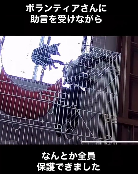 猫親子を全員保護