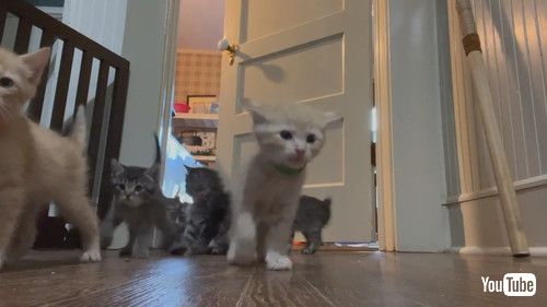 あふれ出てくる子猫たち